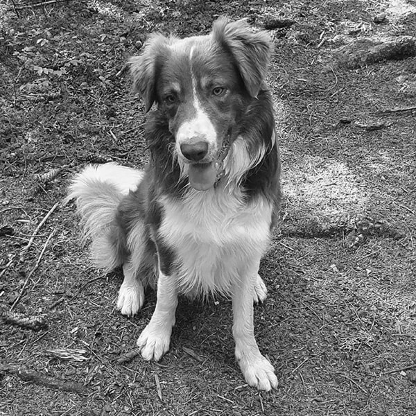 Hebelschule Schulhund Marlon